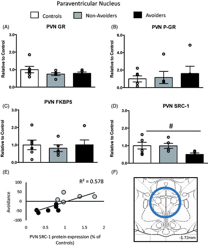 Figure 3. Changes in glucocorticoid receptor (GR) machinery in the paraventricular nucleus (PVN; anterior/posterior (AP): −1.72 mm, medial/lateral (ML): 0.0 mm, dorsal/ventral (DV): 8.5 mm). (A) Total GR protein content (% of controls). (B) Phosphorylated GR (pGR) protein content (expressed as a ratio of pGR/GR). (C) FK506 binding protein 51 (FKBP51) protein content (% of controls). (D) Steroid receptor co-activator (SRC)-1 protein content (% of controls) measured 48 h post-odor exposure in the PVN of controls (white bars; n = 6), Non-Avoiders (gray bars; n = 8) and Avoiders (black bars; n = 7). (E) Scatter plot for individual rats (Avoider, black dots and Non-Avoider, gray-filled circles; Experiment 2) shows avoidance of predator-paired context versus PVN SRC-1 protein expression 48 h post-stress. Rats that exhibited high avoidance of the predator-paired context 24 h post-odor exposure had lower PVN SRC-1 expression 48 h post-stress (p = 0.006). (F) Schematic representation of PVN punch dissection (Paxinos & Watson, Citation1997). Data are presented as mean ± SEM and were analyzed using a one-way ANOVA. #indicates treatment effect (p < 0.05). A post hoc analysis performed by Student Newman–Keuls.