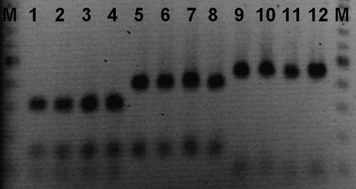 Figure 1.  PCR-RFLP on mitochondrial DNA. Lane M, 100 bp size marker; lanes 1 and 2 to 4, band patterns of adult female and larvae of haplotype I; lanes 5 and 6 to 8, band patterns of adult female and larvae of haplotype II; lanes 9 and 10 to 12, band patterns of adult female and larvae of haplotype III, respectively.