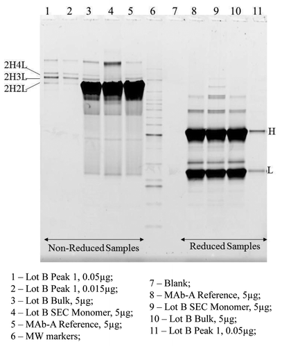 Figure 6. SDS PAGE Sypro Ruby stained gel image of non-reduced and reduced MAb-A samples, SEC monomer and Peak 1 fractions.