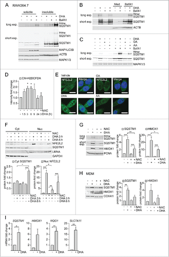 Figure 2. DHA induces formation of detergent-resistant SQSTM1/p62-bodies degraded by autophagy and activates NFE2L2. IB of soluble and insoluble fractions of RAW264.7 cells treated with DHA (70 µM) with or without BafA1 (100 nM) for (A) 16 h or (B) 8 h followed by 12 h incubation in fresh medium (Med) with or without BafA1. Hmw SQSTM1 was visualized by long exposure (exp). (C) IB of RAW264.7 cells treated with DHA, OA or AA (70 µM) with or without BafA1 (100 nM) for 8 h. Data are representative of 3 independent experiments. (D) FACS analysis of ROS levels in RAW264.7 cells at different time points after DHA (70 µM) using a fluorescent CM-H2DCFDA probe, n = 3, (paired t-test). (E) Confocal analysis of RAW264.7 cells treated with DHA, OA or AA (70 µM) for 3 h (scale bars: 10 µm). Representative images are shown, n = 3. (F) IB analysis of cytosolic (Cyt) or nuclear (Nuc) fractions after 3 h DHA with or without addition of 5 mM NAC or 6 h DHA and quantification of cytosolic SQSTM1 levels and nuclear NFE2L2 levels (below), n = 3, (repeated-measures ANOVA with Dunnett's). (G) IB analysis and quantification (right) of RAW264.7 cells after 3 h DHA with or without addition of 5 mM NAC, n = 3, (repeated-measures ANOVA with Dunnett's). (H) IB analysis and quantification (right) of MDM after 3 h DHA with or without addition of 5 mM NAC, n = 3. (I) QRT-PCR analysis of NFE2L2 target genes SQSTM1, HMOX1, NQO1 and SLC7A11 in vehicle- and DHA-treated MDMs, n = 5 (Friedman test with Dunn's).