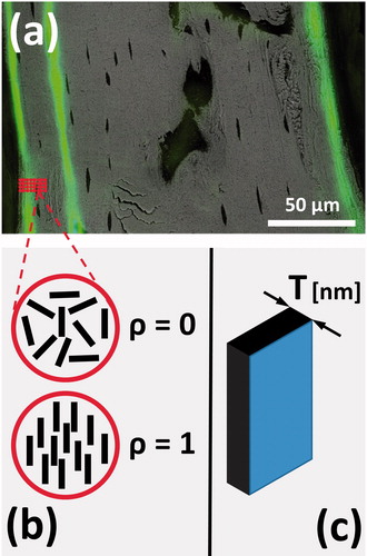Figure 1. (a) Merged BSE and fluorescence image of tibial midshaft; (b) ρ parameter varies between 0 (randomly oriented mineral particles) and 1 (perfectly aligned mineral particles); (c) T parameter corresponds to mean mineral thickness.