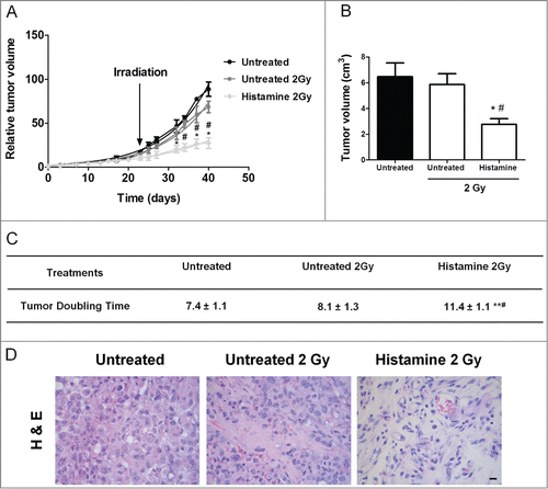 Figure 7. Combined effect of radiation and histamine on the triple-negative breast tumor induced in nude mice. (A) Evaluation of relative tumor volume in untreated, untreated and 2 Gy irradiated and histamine-treated and 2 Gy irradiated animals. Tumor volumes were measured by day and a non-linear regression fit was performed to evaluate the exponential growth (*P < 0.05 vs. Untreated; #P < 0.05 vs. Untreated 2 Gy; T-test). (B) Comparison of tumor size at the end of the experimental period. Data are shown as means ± SEM of 2 independent experiments. (*P < 0.05 vs. Untreated; #P < 0.05 vs. Untreated 2 Gy; T-test). (C) Median tumor doubling time of each group is depicted numerically (**P < 0.01 vs. Untreated; #P < 0.05 vs. Untreated 2 Gy; ANOVA and Newman–Keuls Multiple Comparison Test). (D) Representative H&E stained images of paraffin-embedded tumor specimens. 630× original magnification. Scale bar = 20 μm.