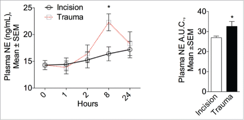 Figure 7. Surgical trauma increases plasma norepinephrine levels. Left panel: Physiological modulation of the sympathetic system in mice one, 2, 8 hours and one day after surgery or incision. NE circulating plasma levels peaked after 8 hours in the surgical trauma group but remained unaltered after incision compared to baseline (0 hour). Right panel: Quantitative assessment of plasma NE expressed as the area under the curve (A.U.C.). Data are mean±SEM of 5 independent animals per group and time point. *p < 0.05 vs. incision.