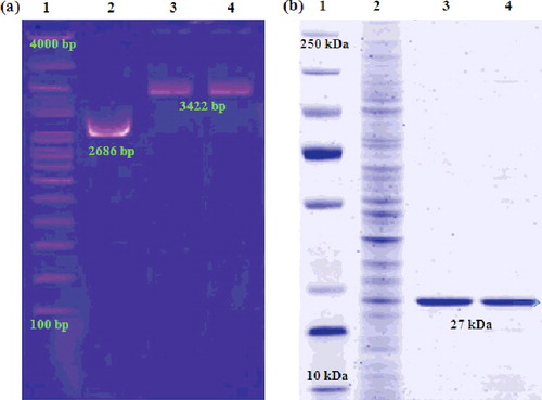 Figure 7. Electrophoretic analysis of pDNA isolated from transformed Escherichia coli (a) and GFP protein fractions extracted from transformed Escherichia coli (b).