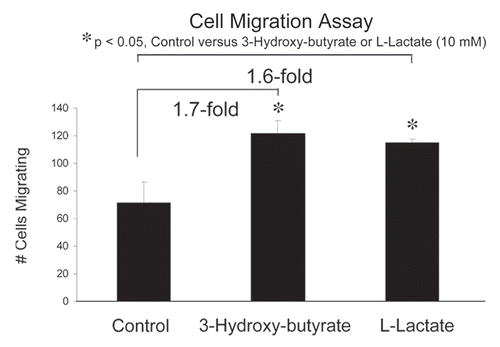 Figure 3 Ketones and lactate function as chemo-attractants, stimulating cancer cell migration. We assessed whether 3-hydroxy-butyrate or L-lactate can function as chemo-attractants, using a modified “Boyden Chamber” assay, employing Transwell cell culture inserts. MDA-MB-231 cells were placed in the upper chambers and 3-hydroxy-butyrate (10 mM) or L-lactate (10 mM) were introduced into the lower chambers. Note that both 3-hydroxy-butyrate and L-lactate promoted cancer cell migration by nearly 2-fold. *p < 0.05, control (vehicle alone) versus 3-hydroxy-butyrate or L-lactate (10mM) (Student's t-test).