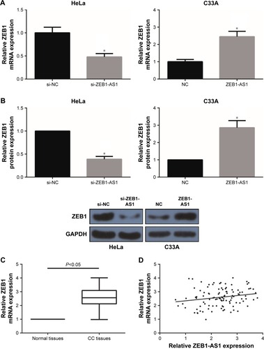 Figure 5 ZEB1-AS1 increases ZEB1 expression in CC cells.