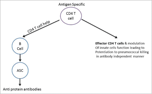 Figure 2. Protein antigen specific CD4 T cells and Spn clearance.