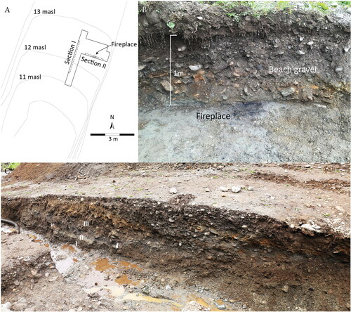 Figure 6. (A) The excavation field was situated 11–12 masl. Two sections, I and II were documented. (B) Section II: a fireplace consisting of charcoal and fire-cracked stones was dated to 7665–7575 BP. The fireplace was situated on top of fine sand (Unit II) and covered by beach gravels (Unit III) (photo: Leif Inge Åstveit). (C) Section I with three units (I–III) (Unit IV removed). This is a beach ridge gradually built up by waves in a transgressive sequence and has a distinct low angel cross-bed composition. Greenstone was detected all through this unit (photo: Leif Inge Åstveit).