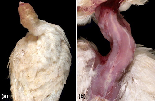 Figure 5.  Wry neck in a 30-day-old turkey before (5a) and after (5b) removal of the skin. The neck is permanently deviated to the right and is actually rotated, not simply held to the side. Inflammation of cervical air sacs that spreads to the intervertebral joints is believed to cause the lesion. M. iowae was detected in a sample from the intervertebral space of this turkey.