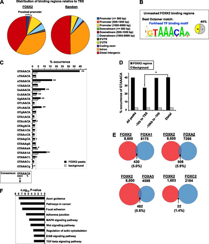 Fig 2 Characterization of the FOXK2 binding events. (A) Genomic distribution of the FOXK2 binding events and a random set of genomic coordinates. 5′UTR, 5′ untranslated region. (B) Best octamer motif identified by Weeder analysis. The pie chart indicates the percentage of binding regions that contain matches to this motif. (C) Binding specificity of FOXK2. The occurrence of each of the indicated motifs in the FOXK2 binding regions compared to a background data set is shown. The dotted line represents the average number of motifs expected in the background data set based on an even distribution of each sequence. Statistically significant overrepresentation is indicated by asterisks as follows: ∗, P values < 0.05; ∗∗, P < 0.0001. A consensus binding region based on these preferences is shown below. (D) Occurrence of GTAAACA motifs depending on the locations of FOXK2 binding regions or an equivalently sized set of random background regions. A significant difference in the distribution of the motifs between the indicated genomic locations (P value = 0.0013) is indicated by the bracket and asterisk. (E) Comparison of the genomic regions bound by FOXK2 and those bound by the indicated FOX transcription factors. Percentage overlaps are relative to FOXK2. All 8,600 FOXK2 binding sites are used except for comparisons with FOXC2 ChIP-chip data where 1,603 sites are compared that are located within the same search space. (F) Top KEGG pathways identified as overrepresented among the genes associated with FOXK2 binding regions. MAPK, mitogen-activated protein kinase; TGF-beta, transforming growth factor β.