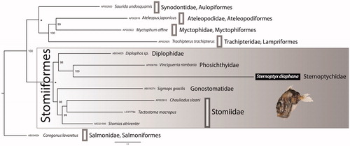 Figure 1. Bayesian Inference phylogenetic tree based on 13 concatenated protein-coding genes from 12 mitogenomes, including 7 Stomiiformes species and five outgroup taxa. Only supports above 92% are shown. The asterisk (*) on the nodes indicate that both posterior probabilities and bootstrap support values are 100%.