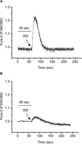 Figure 8 IXD extract increases intracellular calcium release in the HSG cells