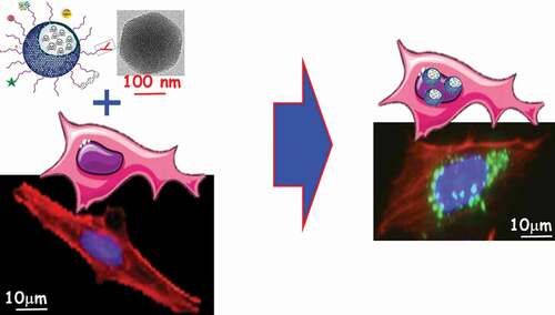 Figure 5. Illustration scheme and confocal images of the fabrication of the biohybrid platform by combining mesenchymal stem cells with mesoporous silica nanoparticles [Citation154].