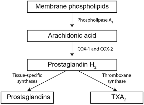 Figure 2. Mechanism of action of aspirin. Aspirin inhibits production of TXA2 by preventing the conversion of arachidonic acid to PGH2 by COX-1 and COX-2. COX, cyclooxygenase; PG, prostaglandin; TXA2, thromboxane A2.