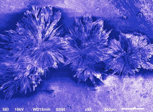 Figure 5. Scanning Electron Microscopy Analysis of synthesized SUZN employing chemical-solution deposition technique.