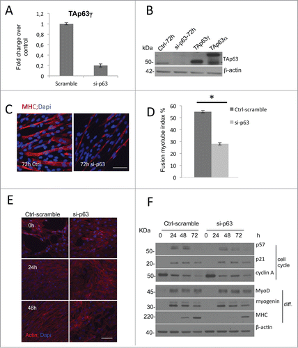 Figure 2. Knock-down of TAp63gamma affects late stages of myogenic differentiation in C2C7. (A) RT-qPCR and (B) western blot analysis of C2C7 cells confirm p63 transient silencing after 72 h of differentiation. (C) C2C7 cells scramble transfected (Ctrl) or si-TAp63 (si-p63) were seeded and induced to differentiate for 72 h in differentiate medium. Cells were then fixed and immunostained for MHC (red) to visualize myotubes and counterstained with DAPI (blue) to visualize nuclei. One representative experiment of 3 is shown. (D) Quantification of fusion index. The fusion index (percent differentiation) was determined by dividing the number of nuclei in myotubes-positive by the total number of nuclei in a given microscopic field. Error bars represent the SEM of three independent experiments. Asterisks denote significance (*, P < 0.005). (E) Actin filaments evidentiated by phalloidin-stained Ctrl C2C7 cells versus si-p63. (F) Western blot analysis of proliferation and differentiation markers in Ctrl C2C7 cells (Ctrl-scramble) and si-p63 induced to differentiate for 24, 48 and 72 hours.