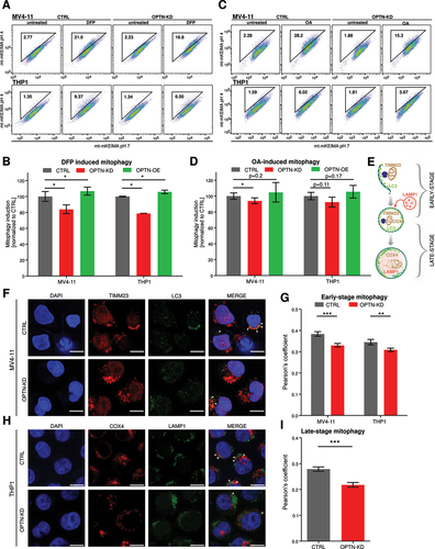 Figure 2. Loss of OPTN impairs mitophagy flux in AML cells. (A) Representative flow cytometry plots of mt-mKEIMA in MV4–11 and THP1 cells after knockdown of OPTN and treatment with 0.5 mM deferiprone (DFP) for 16 h. (B) Quantification of mitophagy induction from (A) and Figure S2E. Data are normalized to untreated control cells (n = 3). (C) Representative flow cytometry plots of mt-mKEIMA in MV4–11 and THP1 cells after knockdown of OPTN and treatment with 10 µM oligomycin/antimycin a (OA) for 4 h. (D) Quantification of mitophagy induction from (C) and Figure 2E. Data are normalized to untreated control cells (n = 3). (E) Schematic illustration of colocalization experiments for early- and late-stage mitophagy using immunofluorescent staining of TIMM23 or COX4/COXIV in combination with LC3 or LAMP1. (F) Representative immunofluorescent staining of early-stage mitophagy (see E) of CTRL and OPTN-KD human MV4–11 cells after 16 h of 0.5 mM DFP treatment for mitochondrial and autophagosomal markers TIMM23 and LC3, respectively. Arrows indicate colocalization of both markers. DAPI (4‘,6-diamidino-2-phenylindole) was used as a nuclear stain. Scale bar: 10 µm. Original magnification × 63. (G) Pearson’s coefficient for colocalization of TIMM23 and LC3 was analyzed using ImageJ for MV4–11 and THP1 cells (n = 3 with > 50 cells per replicate). Pearson’s coefficient was calculated between TIMM23 staining (channel A) and LC3 staining (channel B) in single cells upon automatic thresholding using moments algorithm [Citation23]. (H) Immunofluorescent staining of late-stage mitophagy (see E) of CTRL and OPTN-KD human THP1 cells after 16 h of 0.5 mM DFP treatment was performed with mitochondrial and lysosomal markers COX4 and LAMP1, respectively. Arrows indicate colocalization of both markers. DAPI (4‘,6-diamidino-2-phenylindole) was used as a nuclear stain. Scale bar: 10 µm. Original magnification × 63. (I) Pearson’s coefficient for colocalization of COX4 and LAMP1 was analyzed using ImageJ for THP1 cells (n = 3 with > 50 cells per replicate). Values are means ± SEM. Student‘s t-test was performed in (B, D, G, I). Note: *p < 0.05, **p < 0.01, ***p < 0.001.