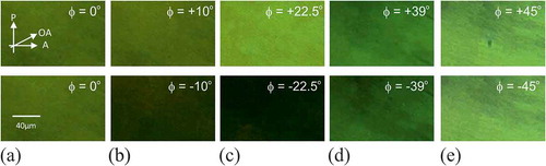 Figure 3. (Colour online) Microscope images for the positive and negative electric field polarities for (a) the unswitched (0V) state, and with tilt angles of (approximately) (b) ± 10°, (c) ± 22.5° degrees, (d) ± 39°, and (e) ± 45°. The changes in brightness are caused by the different electric field amplitudes and quantified by the optical contrast (OC) ((a) 1:1, (b) 2.71:1, (c) 5.77:1, (d) 2.05:1 and (e) 1.18:1). P, A and OA represent the orientations of the transmission axes of the polarizer, analyser and the helix axis, respectively.