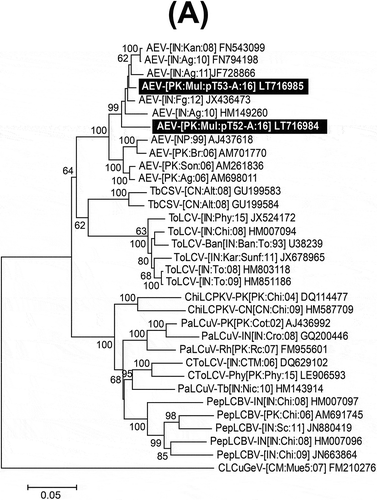 Fig. 2 Neighbour-joining (NJ) phylogenetic dendrograms based on alignments of the complete nucleotide sequences of (A) selected begomovirus; (B) alphasatellite; and (C) betasatellite isolates, using Kimura-2 parameter model available in MEGA7. The virus and satellite isolates from mulberry are highlighted as white text on a black background. Horizontal lines are proportional to nucleotide substitutions per site. Per cent bootstrap values (1000 replicates) are given at branch nodes. Only bootstrap scores above 60% are shown. All isolates used for comparison are represented by their respective accession numbers. Begomovirus, beta- and alphasatellite acronyms and isolate descriptors are according to Brown et al. (Citation2015), Briddon et al. (Citation2008) and Mubin et al. (Citation2009) respectively.