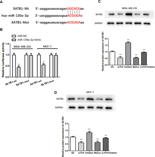 Figure 5 MiR-130a-3p targets the 3ʹ-UTR of SATB1. (A) The predicted binding sites of miR-130a-3p in the SATB1 3′-UTR are shown. (B) Dual-luciferase reporter gene detection confirmed the relationship between miR-130a-3p and SATB1. (C and D) Analysis of SATB1 expression by Western blot. **P < 0.01, compared to the NC group; ##P < 0.01, compared to the inhibitor group.