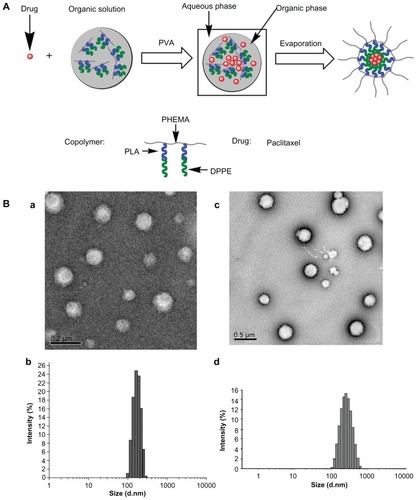 Figure 3 Schematic illustration of paclitaxel encapsulation into nanoparticles with the PHEMA-g-(PLA-DPPE) copolymer by emulsion/solvent evaporation (A) and transmission electron microscopy and dynamic light scattering characterization of empty and paclitaxel-loaded nanoparticles made by the emulsion/solvent evaporation method (B). Transmission electron microscopic image (a) and dynamic light scattering histogram, (b) of empty nanoparticles; transmission electron microscopic image (c) and dynamic light scattering histogram (d) of paclitaxel-loaded nanoparticles.Abbreviations: PHEMA, poly (2-hydroxyethyl methacrylate; PLA, poly (lactide)-1; DPPE, 2-dipalmitoyl-sn-glycero-3-phosphoethanolamine.