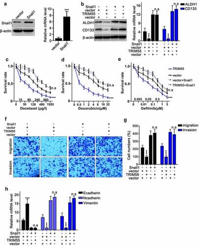 Figure 6. A. Design and modulatory effect evaluation of Snail1 specific overexpression vector on Snail1 mRNA and protein expression level. B. Western blot and qRT-PCR analysis to detect CD133 and ALDH1 protein and mRNA expression in NCI-H2087 cell groups. Each cell group was transfected with Snail1 or TRIM55 specific overexpression vectors. C–E. Cellular survivability assay on the NCI-H2087 cell line challenged by different concentrations of chemo-agents (docetaxel, doxorubicin and gefitinib). Each cell group was transfected with TRIM55 overexpression vector with or without combinatory transfection of Snail1 overexpression vectors. *** p < .001 compared with group vector. F–G. Cellular migration and invasion assay on NCI-H2087 cell lines. Each cell group was transfected TRIM55 overexpression vector, with or without combinatory transfection of Snail1 overexpression vector. *** p < .001 compared with group vector. H. qRT-PCR assay to detect the mRNA expression level of E-cadherin, N-cadherin and vimentin in NCI-H2087 cell line; each cell group was transfected with TRIM55 overexpression vector, with or without combinatory transfection of Snail1 overexpression vectors. *** p < .001 compared with group vector.