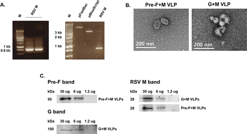 Figure 1 Characterization of RSV VLP constructs generated using native RSV antigens. The gene corresponding to the RSV matrix protein was PCR-amplified (A, left panel). Successful integration of the RSV M gene into the pFastBac vector was confirmed through restriction enzyme digestion (A, right panel). Morphological features of the VLPs were examined under the transmission electron microscope (B). Western blots were performed to confirm successful expression of native RSV components (C).