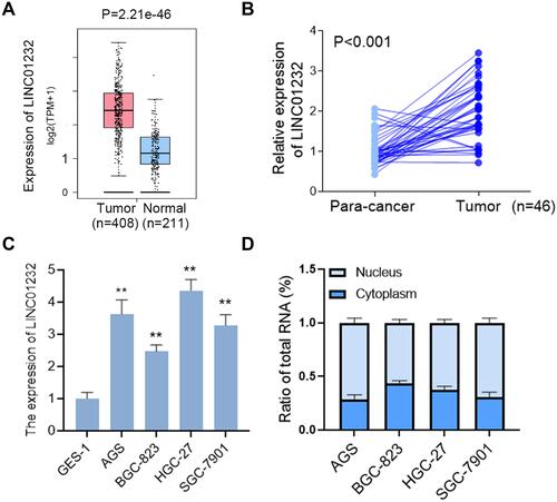 Figure 1 LINC01232 was overexpressed in gastric cancer. (A) The expression of LINC01232 in gastric cancer was analyzed using GEPIA. (B) The expression of LINC01232 in gastric cancer tissues and matched adjacent gastric mucosa was detected using qRT-PCR. (C) The expression of LINC01232 in normal gastric epithelial cells GES-1 and gastric cancer cell lines AGS, BGC-823, HGC-27 and SGC-7901 was detected using qRT-PCR, **P<0.01. (D) The expression of LINC01232 in cytoplasm and nucleus of gastric cancer cells was analyzed using nuclear and cytoplasmic fractionation combining with qRT-PCR.