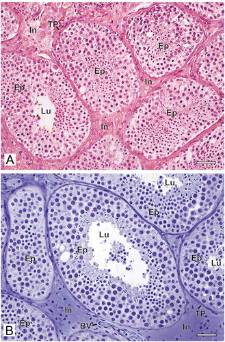 Figure 1. Photomicrographs at low magnification of human testicular biopsies. A) Bouin/paraffin (B/P) processing followed by hematoxylin & eosin staining. B) Glutaraldehyde/glycol methacrylate (G/GMA) processing followed by toluidine blue-sodium borate staining. Observe in the B/P processed sample (A) the reduced diameter of the seminiferous tubules as well as a poor morphological distinction between the different types of germ cells of the seminiferous epithelium (Ep) and the components of the interstitium (In) when compared to the processing with G/GMA (B). Lu: lumen; TP: tunica propria; BV: blood vessel. Bars: 50 μm
