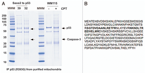 Figure 1 Identification of p53-interacting proteins from gradient-purified mitochondria. (A) 500 µg of mitochondrial lysate was purified from Saos2 cells containing temperature sensitive p53 (mutant conformation at 39°C and wild-type conformation at 32°C), or WM115 cells treated with camptothecin (CPT) and immunoprecipitated with polyclonal p53 antibody, run on SDS-PAGE and stained with Coomassie Blue. Arrows point to bands identified by mass spectrometry to be p53 and caspase-3; the band just above p53 is immunoglobulin heavy chain. (B) Peptide sequence of human caspase-3, with the tryptic peptides identified in (A) outlined in bold.