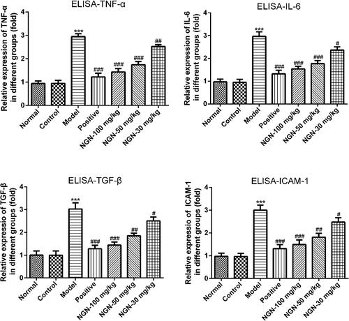 Figure 4 Effects of NGN on inflammatory cytokines. The levels of the inflammation-associated factors TNF-α, IL-6, TGF-β and ICAM-1 were determined by enzyme-linked immunosorbent assay. The histogram results showed that levels of TNF-α, IL-6, TGF-β and ICAM-1 were increased sharply in the GDM model group when compared with normal and control groups. On the contrary, NGN treatment can be dose dependent manner inhibited levels of TNF-α, IL-6, TGF-β and ICAM-1. Data are expressed as the mean ± standard deviation. ***P<0.001 vs control group; #P<0.05, ##P<0.01 and ###P<0.001, vs model group. NGN, naringenin; TNF-α, tumor necrosis factor α; IL-6, interleukin-6; TGF-β, transforming growth factor β; ICAM-1, intercellular adhesion molecule 1.