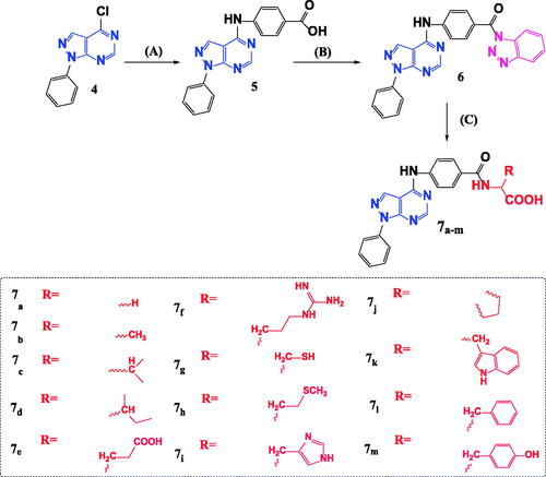 Scheme 2. Synthetic pathway for preparation of novel N-acyl amino acid conjugates 7a–m. Reagents and conditions: A = 4-aminobenzoic acid, isopropanol, heat, 16–18 h. B = 1,2,3 Benzotriazole, SOCI2, DCM, room temp. C = Amino acid, TEA, Acetonitrile, heat 70° C.