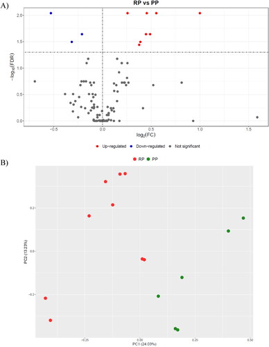 Figure 1. Statistical analysis of proteomics results: A) Volcano plot showing the differences in the abundance of proteins between the retained placenta (RP; n = 9) and the physiological puerperium (PP; n = 6) groups; B) Principal Component Analysis (PCA) score plot showing samples from cows with RP and PP.