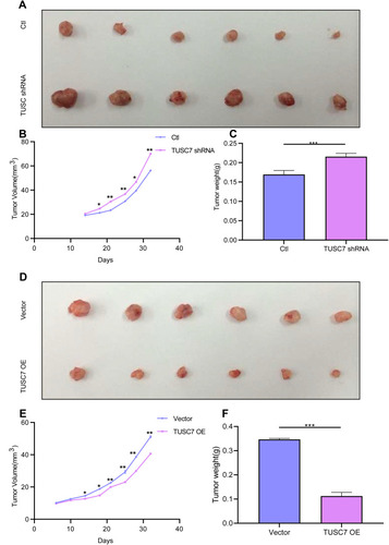 Figure 4 TUSC7 inhibits tumor growth in a xenograft mouse model. Scrambled shRNA control, TUSC7 shRNA, TUSC7 scramble vector or TUSC7-DOX-expressing MDA-MB-468 cells were injected into the ﬂank of nude mice (n = 6, each group). After 32 days, the tumors were removed. The tumorigenesis rate was 100% for each group. (A) Tumor volume. (B) Tumor growth curves. Data are presented as the average ± s.d. of 6 tumors for each group. *P < 0.05; **P<0.001; P<0.0001. (C) Tumor weights were measured when tumors were harvested. Error bars represent SEM, n = 6. ***P<0.0001. (D) Tumor volume. (E) Tumor growth curves. Data are presented as the average ± s.d. of six tumors for each group. *P < 0.05; **P<0.001; P<0.0001. (F) Tumor weights were measured when tumors were harvested. Error bars represent SEM, n = 10. ***P<0.0001.