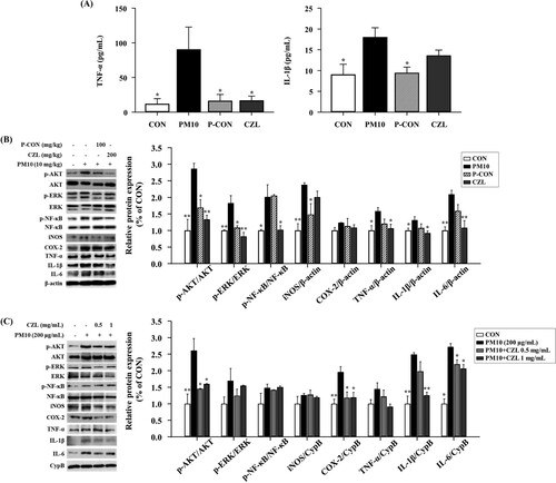 Figure 2. Effects of CZL extract treatment on inflammatory protein expression in PM10-treated mice (A, B) and A549 cells (C). Data are expressed as the mean ± SD. Statistical significance was calculated using one-way ANOVA followed by Dunnett’s post-hoc test. *p< 0.05; **p< 0.01 vs. PM10 group.