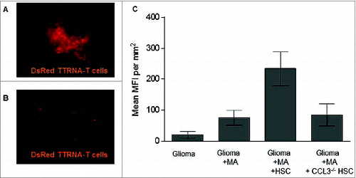 Figure 6. HSC-derived CCL3 mediates T cell trafficking to intracranial glioma. (A) KR158B glioma bearing mice received either wild type HSCs or (B) HSCs derived from CCL3 knockout mice directly into the glioma bed and intravenous injection of DsRed tumor-specific T cells. Intratumoral T cell infiltration was measured using fluorescent microscopy 24 h after adoptive transfer. (C) Quantification of adoptively transferred T cells within the tumor site (n = 5; Two-tailed t test, *p = 0.0219). HSCs from wildtype mice show enhanced T cell trafficking to tumor.