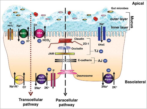 Figure 1. Schematic of electrolyte transporters and junctional proteins in IECs: Ion transporters, channels, physical and chemical barriers are compromised in IBD leading to diarrhea. The transepithelial pathway of solutes and ions is mediated by ion/solute transporters and channels. As depicted in the figure, in steady state, apical transporters, NHE3 (Na+/H+ exchanger 3) and DRA (Down Regulated in Adenoma) work in conjunction to mediate electroneutral NaCl absorption. Electrogenic mode of Na+ absorption occurs in the distal part of colon via ENaC (Epithelial sodium channel). Intracellular Na+ gradient essential for sodium dependent transport processes is generated by the action of Na+/K+-ATPase present at the basolateral membrane. Cl− secretion across the membrane is facilitated by apical Cl− channel CFTR (cystic fibrosis transmembrane conductance regulator). Basolateral NKCC1 (Na+/K+/2Cl− cotransport system) is involved in uptake of Cl− from the serosal side. K+ taken up by NKCC1 and Na+/K+-ATPase is recycled back to the basolateral side by K+ channels localized to the basolateral membrane. Predominant mechanism of diarrhea in IBD involves impairment of electroneutral NaCl absorption accompanied with dysfunctional ENaC and Na+/K+-ATPase, with very little role if any played by anion secretion. Negative sign indicates the downregulation in function and/or expression of NHE3, DRA, ENaC and Na+/K+-ATPase in IBD. The mucus layers serves as a barrier and prevents the direct contact of gut microbes with the underlying epithelium. Adjacent intestinal epithelial cells are sealed together via an intricate network of junctional proteins including the tight junction (TJ) proteins (claudins, occludin, JAM and ZO-1), adherens junction (AJ, E-cadherin) and desmosomes. The optimal expression and function of tight and adherens junction proteins regulate the paracellular flux under physiological conditions. Negative sign indicates the downregulation in function and/or expression of TJ and AJ proteins in IBD. Breakdown of barrier function in IBD results in diarrhea via leak-flux mechanism. As summarized in the review, understanding of the mechanisms underlying loss of barrier function and defective ion absorption in IBD is essential for development of better treatment strategies for IBD and associated diarrhea.