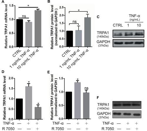 Figure 2 High concentration of TNF-α enhanced the TRPA1 channel expression level via TNFR1 in HOD-like cells. (A) The mRNA expression of TRPA1 channel in HOD-like cells treated with 1ng/mL and 10 ng/mL TNF-α by RT-qPCR. (B and C) Protein expression of TRPA1 channel in HOD-like cells treated with TNF-α by WB. (D) The mRNA expression of TRPA1 channel after treated with 10 ng/mL TNF-α with the presence of 5 μmol/mL R 7050 by RT-qPCR. (E and F) Protein expression of TRPA1 channel in HOD-like cells treated with TNF-α with the presence of R 7050 by WB. (Data were presented as the mean ± SEM. n = 3; *P < 0.05 vs the CTRL group).Abbreviations: TNF-α, tumor necrosis factor-α; TRPA1, transient receptor potential ankyrin 1; TNFR1, TNF-α receptor 1; HOD, human odontoblast; RT-qPCR, real-time quantitative polymerase chain reaction; WB, Western blot; ns, no significance.