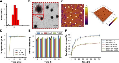 Figure 2 Characterization of different formulations. (A) Particle size distribution of PHD/LR; (B) TEM images of PHD/LR, scale bar =200 nm; (C) AFM images of PHD/LR, scale bar =1 µm; (D) in vitro pH sensitivity analysis; (E) in vitro serum stability assay of different formulations; (F) in vitro siRNA release of different formulations.Abbreviations: AFM, atomic force microscopy; LR, lipoplex; mPEG, methoxy poly(ethylene glycol); PD, PHis-PSD; PHD, mPEG-PHis-PSD; PHis, poly(histidine); PSD, poly (sulfadimethoxine); TEM, transmission electron microscopy.