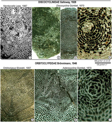 Figure 6. Microspheric juvenarium representative of some Tethyan orthophragminid genera (1–4: family Discocyclinidae Galloway, 5–7: family Orbitoclypeidae Brönnimann). 1: Nemkovella evae Less, Horsarrieu, SW France, early Cuisian. 2: Discocyclina nandori Less, (a species with ribs), Cambay Basin (W India), late middle Eocene. 3–4: Discocyclina archiaci (Schlumberger), Patala Formation (Thal, Pakistan), early Eocene. 5: Orbitoclypeus haynesi (Samanta & Lahiri, Citation1985), Fulra Limestone (Kutch, India), late middle Eocene. 6–7: Asterocyclina stellata (d’Archiac), Soğucak Formation (Thrace Basin, Turkey), middle-late Eocene transition.
