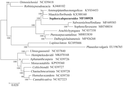 Figure 1. The Neighbor Joining (NJ) tree based on the 20 chloroplast genomes. The bootstrap value based on 1000 replicates is shown on each node.