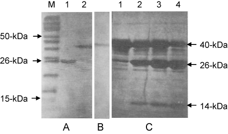 Figure 6. Purification of fusion proteins and cleavage with thrombin. A: the eluted fusion protein containing the peptide repeats was stained with Coomassie blue dye. Lane M, protein molecule weight marker; Lane 1, GST only; Lane 2, purified fusion protein. B: A 40-kDa fusion protein was detected with the GST antibody. C: the repeated peptide was cleaved by thrombin and released from the 40-kDa fusion protein. Lane 1, 0 min; Lane 2, 30 min; Lane 3, 60 min; and Lane 4, 240 min.