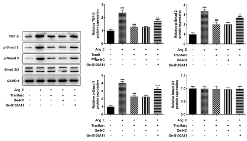 Figure 6. Tranilast regulated the TGF-β1/Smad pathway. The expression of proteins related to TGF-β1/Smad pathway was detected by Western blot. ***P < 0.001 vs control; ###P < 0.001 vs Ang II; ΔΔP<0.01, ΔΔΔP<0.001 vs Ang II + Tranilast + Oe-NC