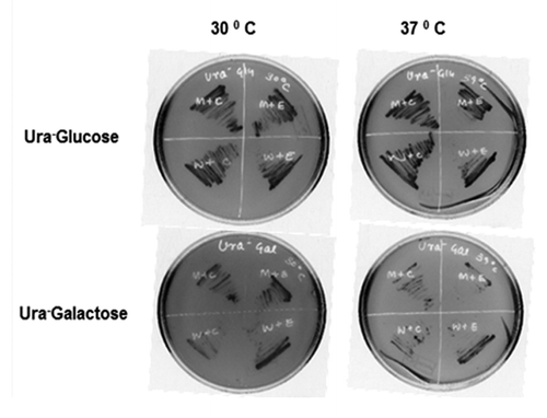 Figure 3. Comparison of growth pattern of S. cerevisiae TIM1 mutant expressed under different temperature. S. cerevisiae transformed with pYES2 and PYES2 OscTPI on solid SD media with either 20% glucose (upper panel) or 20% galactose (lower panel). Plates were incubated at 30°C and 37°C for 72 h