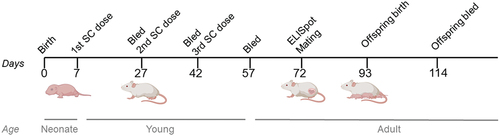 Figure 1. Experimental calendar with BALB/c mice. The line below explains mice’s age. SC: subcutaneous. Figure created using BioRender.