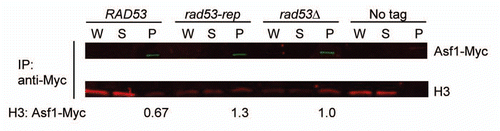 Figure 9 The rad53-rep mutant accumulates excess endogenous histones bound to histone chaperone Asf1. Myc-tagged Asf1 was immunoprecipitated from lysates from wild type (RAD53; TMH483), rad53-rep (TMH484), rad53Δ (TMH488) strains, and from a rad53Δ strain expressing untagged Asf1 (No tag; TMH90). Immunoprecipitations were analyzed by western blotting with antibodies against Myc and histone H3. W, S and P refer to whole cell extracts, supernatant and pellet fractions, respectively. For each tagged strain, the intensity of the band of co-immunoprecipitated histone H3 was normalized to the intensity of the band of immunoprecipitated Asf1-Myc.