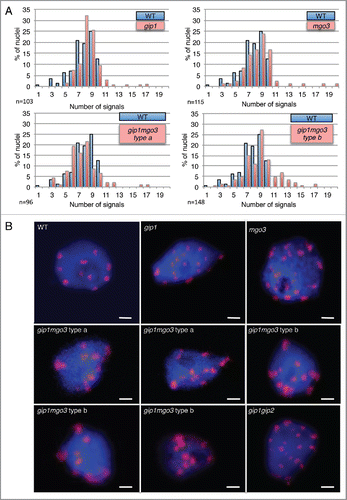 Figure 3. The gip1, mgo3 and gip1mgo3 mutants exhibit centromeric cohesion defects. (A) Number of pAL signals in 4C flow-sorted nuclei from WT, gip1, mgo3 and 2 seedling phenotypes (types a and b) of gip1mgo3 mutants. A Student t-test was used to calculate the confidence of values for signals >10. P < 0.05 (B) FISH detection of centromeric pAL signals in 4C nuclei from WT, gip1, mgo3, gip1mgo3 type a and b compared with gip1gip2 mutants. The image stacks of nuclei were collected with a Z-step size of 0.34 µm. Bars = 2 µm.