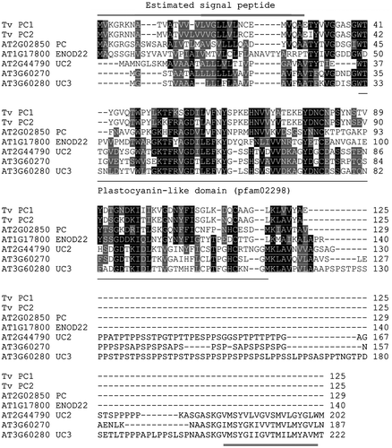 Fig. 3. Alignment of T. vernicifluum plantacyanins and Arabidopsis homologs. The estimated amino acid sequences of the two T. vernicifluum plantacyanin was compared with five Arabidopsis proteins that were clustered in the same clade in a phylogenetic tree constructed by the ClustalW program. N-terminal regions in Tv plantacyanin 1 and 2 (double-lined above) were predicted to be signal peptides. The plastocyanin-like domain (pfam02298) is underlined. The C-terminal extension (double-underlined) in two Arabidopsis uclacyanins were predicted to be transmembrane domain. PC, plantacyanin; ENOD22, early nodulin-like protein 22; UC, uclacyanin