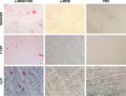 Figure 7 Observation of cell morphology by eosin staining in three different culture media: PBS, α-MEM, and α-MEM supplemented with 10% FBS, on all surfaces after 24 hours of incubation. Magnification: 5.6×.