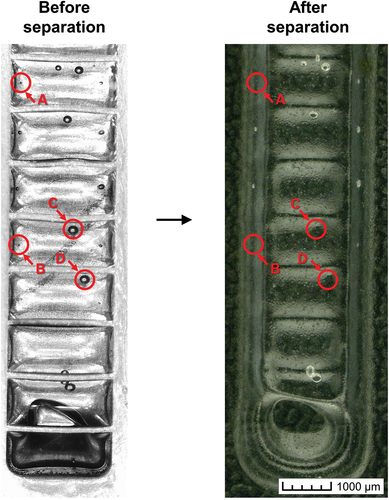 Figure 12. Comparison of the aperture before the separation process (left) and the final specimen (right) demonstrating how bubbles can disappear when located near the aperture walls and threads. This specimen was printed using condition SS–R1.